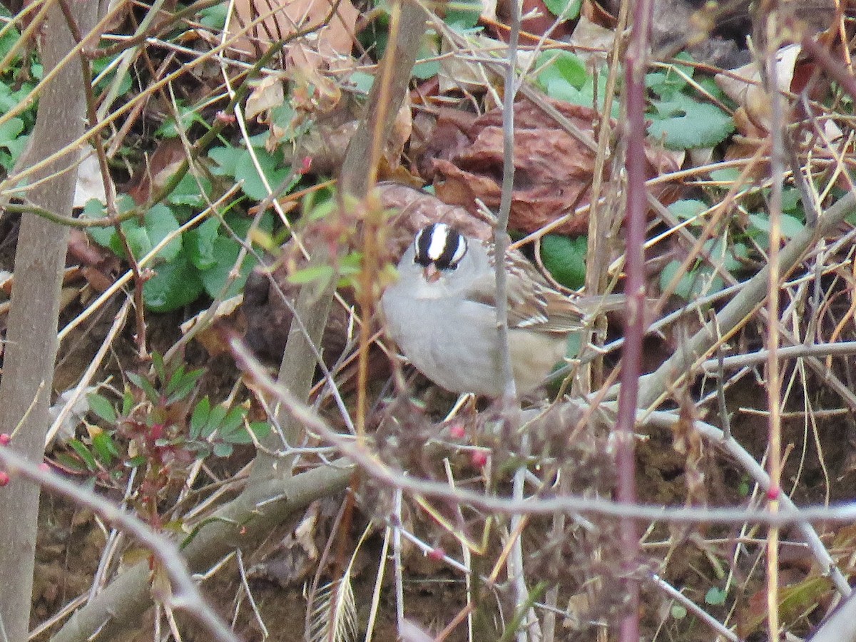 White-crowned Sparrow - ML646458682