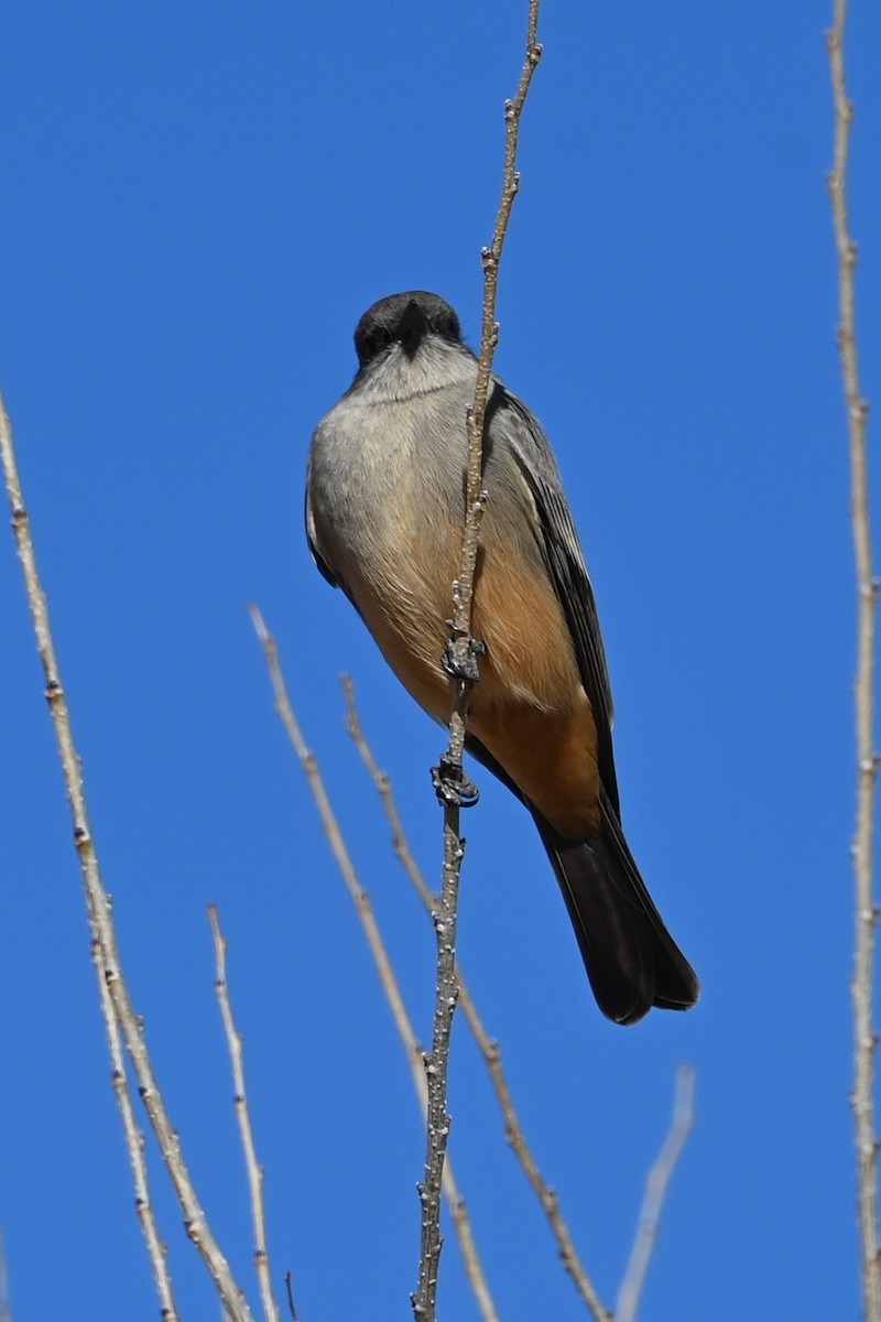 Say's Phoebe - ML646458685