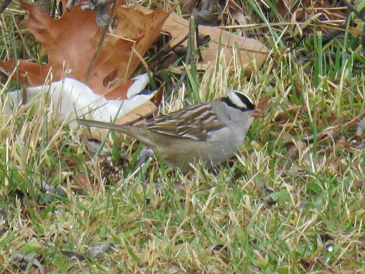White-crowned Sparrow - ML646458686