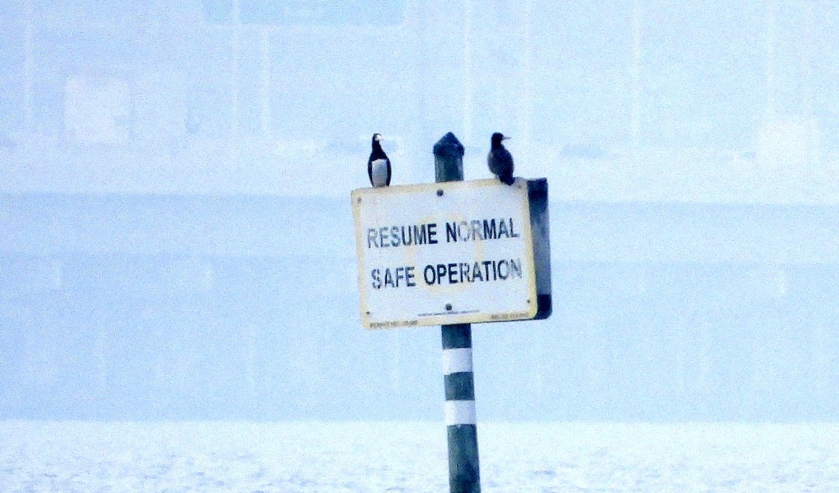 Brown Booby - ML646458687