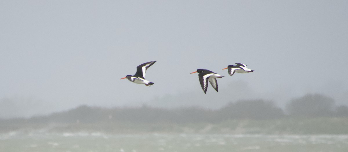 Eurasian Oystercatcher - ML646458689