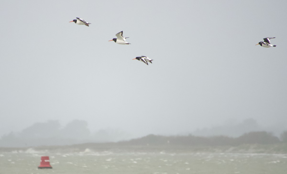 Eurasian Oystercatcher - ML646458690