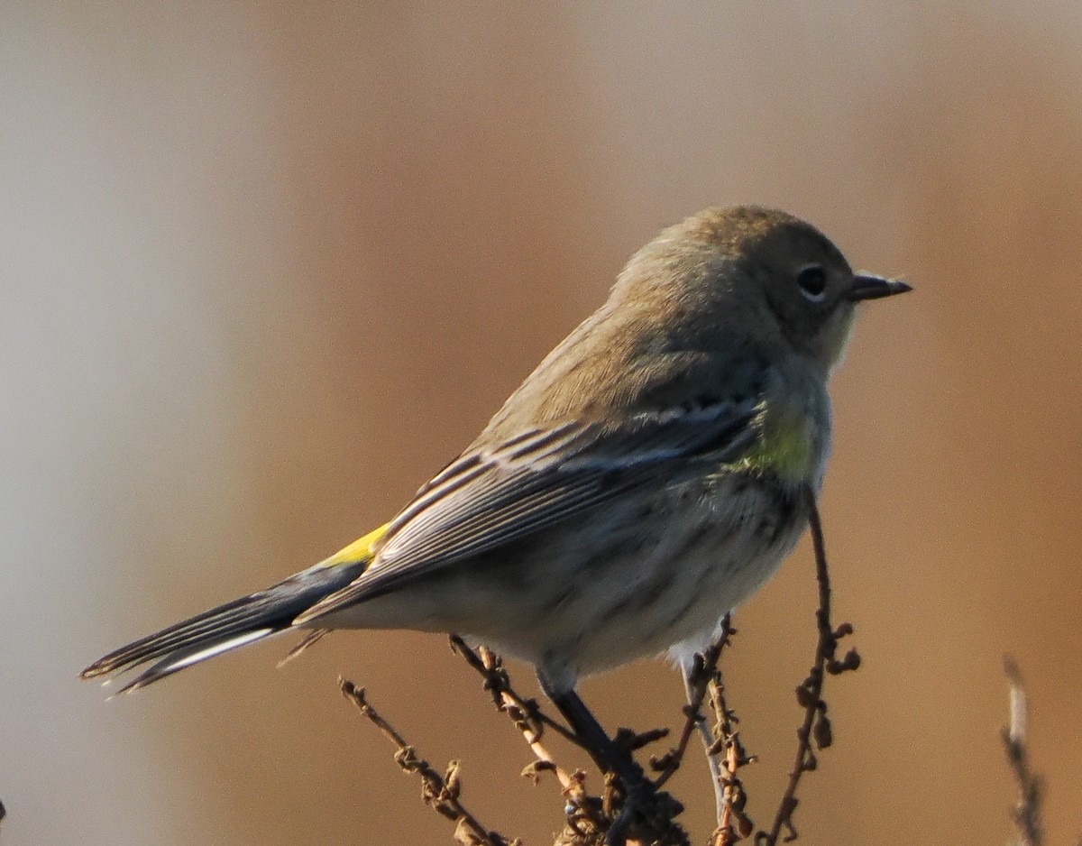 Yellow-rumped Warbler - ML646458693