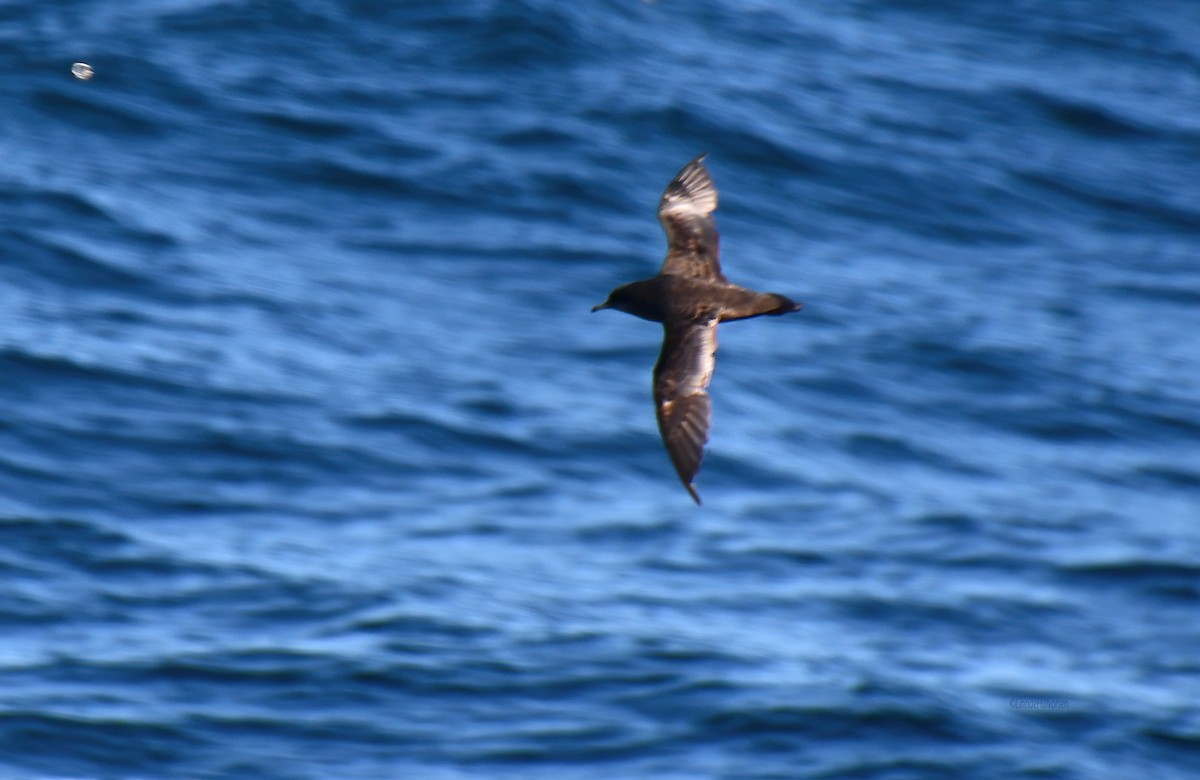 Short-tailed Shearwater - ML646458696