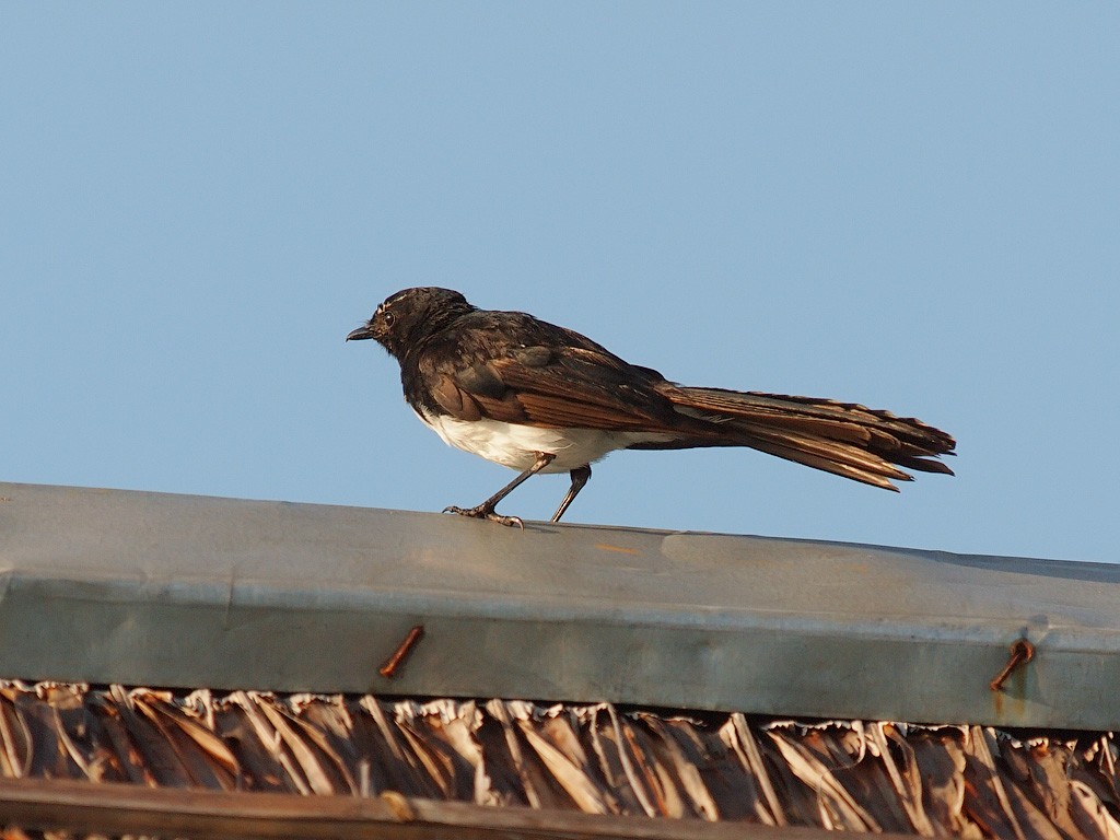 Willie-wagtail - ML646458697