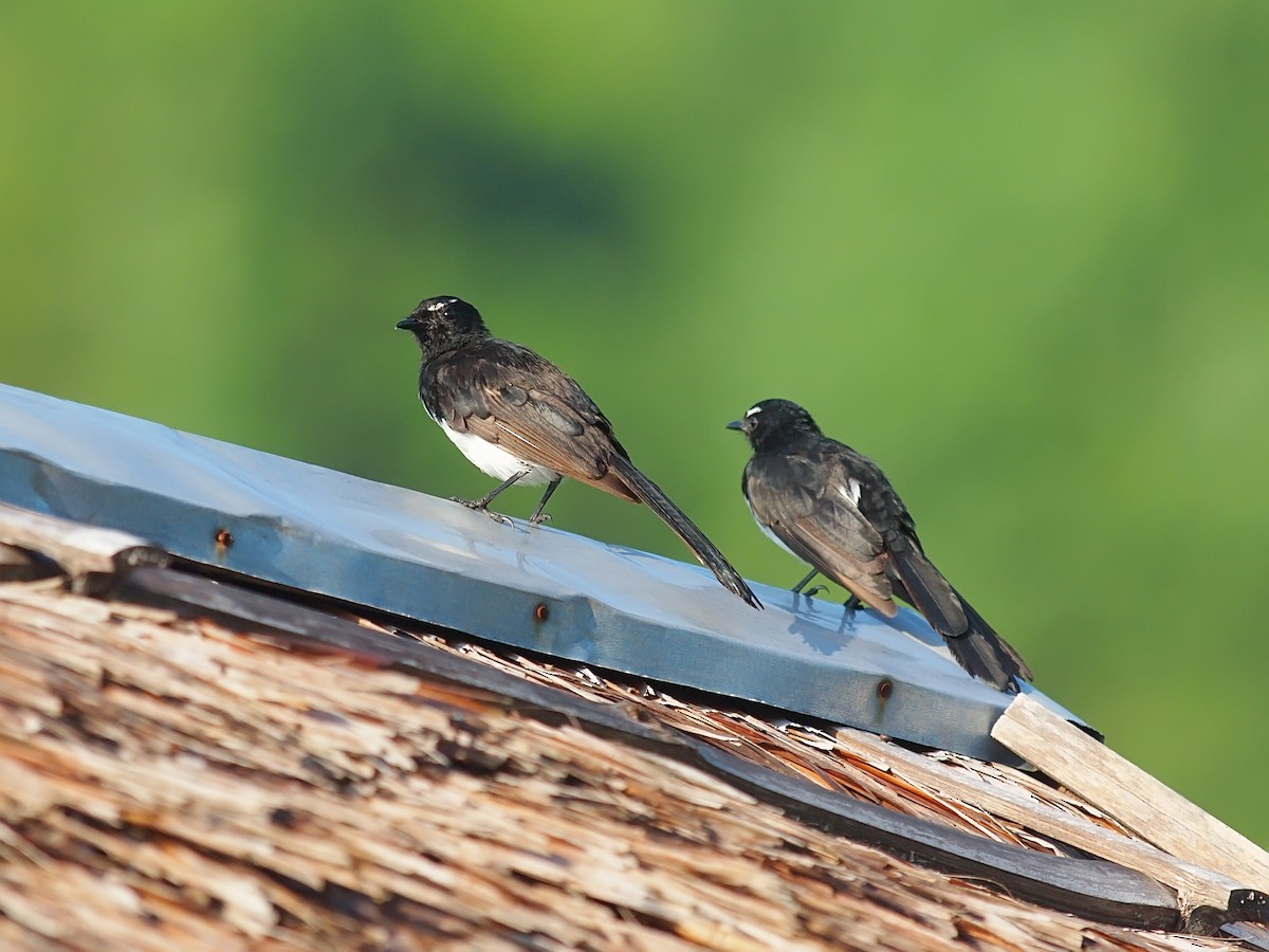 Willie-wagtail - ML646458699