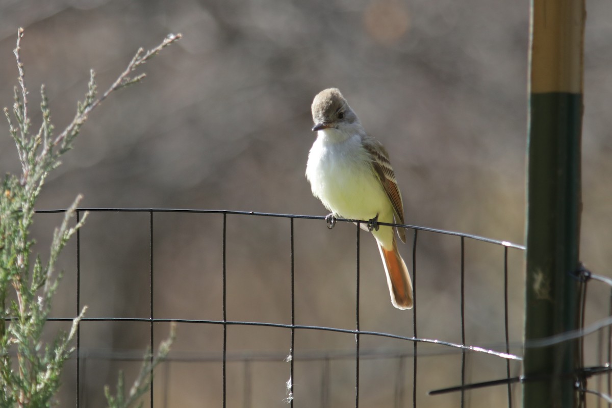 Ash-throated Flycatcher - ML646458705