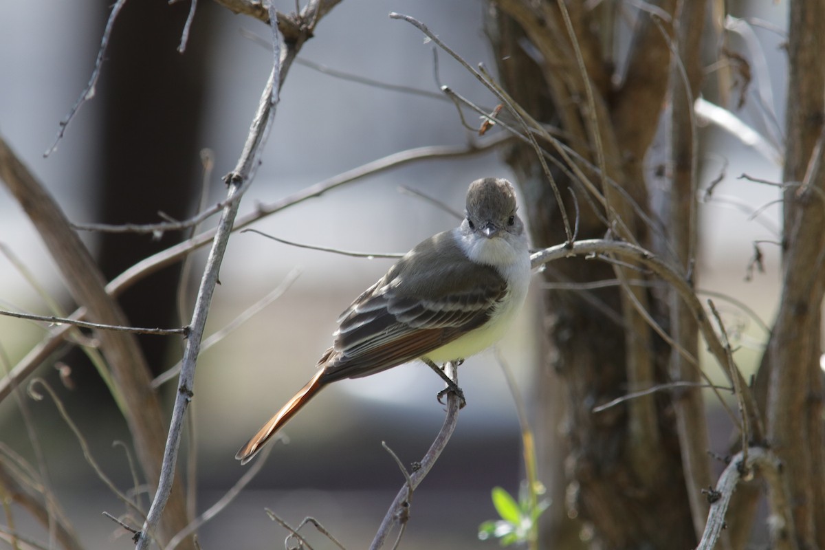 Ash-throated Flycatcher - ML646458706