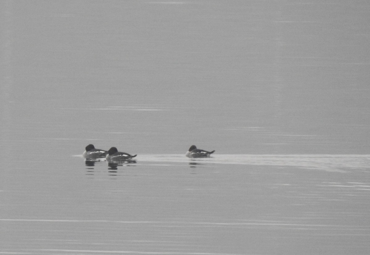 Common Goldeneye - ML646458707