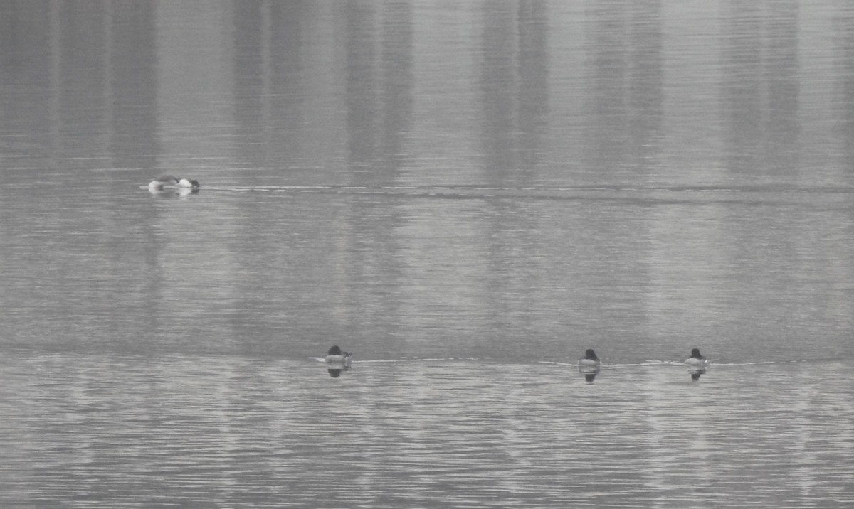 Common Goldeneye - ML646458708