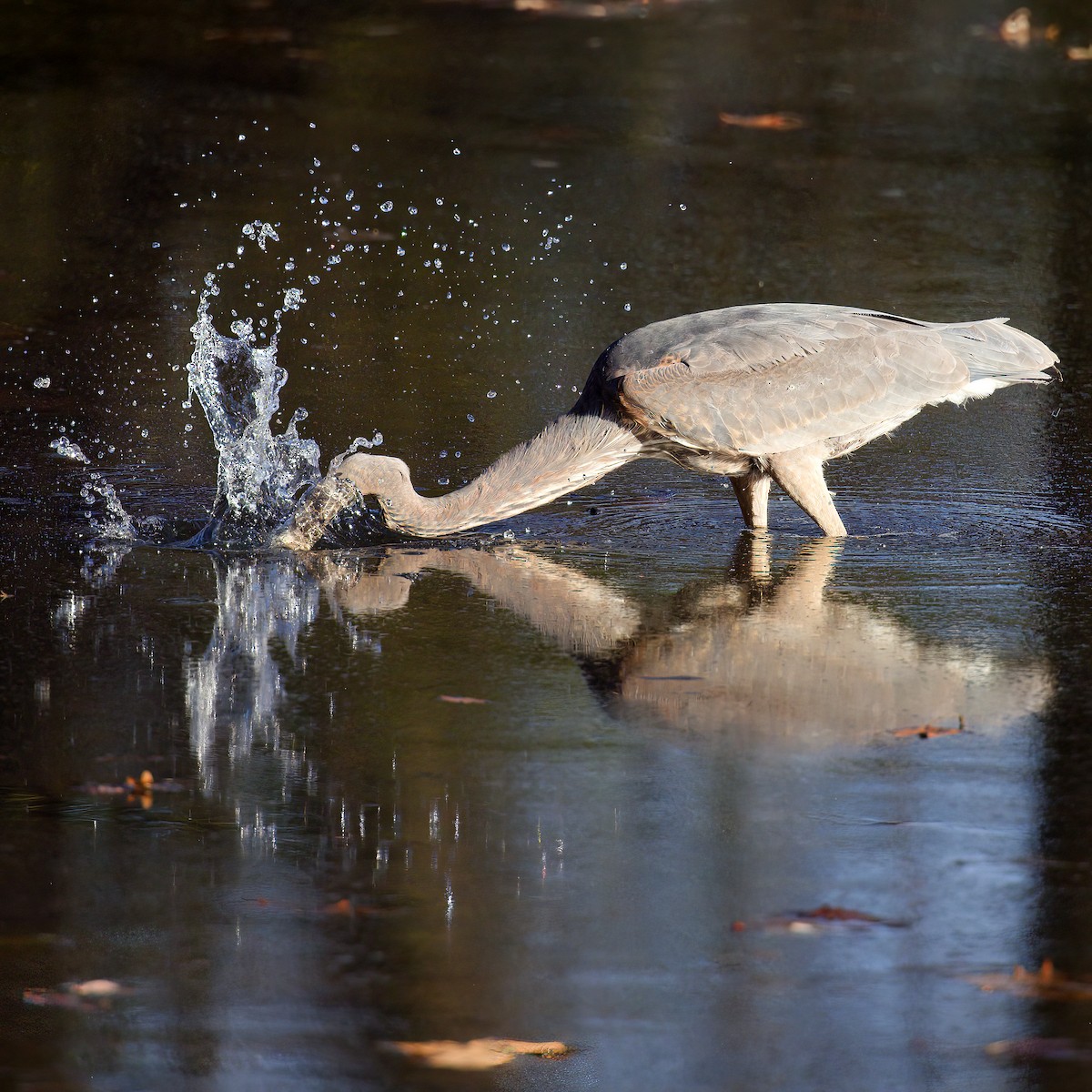 volavka velká - ML646458712