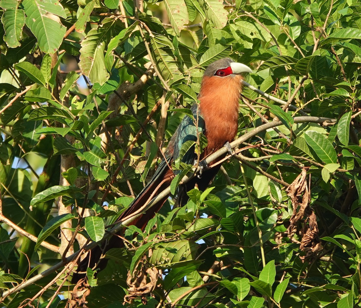 Chestnut-breasted Malkoha - ML646458713