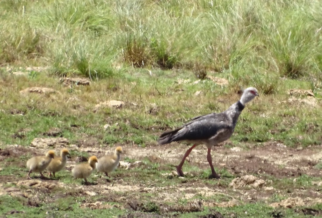 Southern Screamer - ML646458714