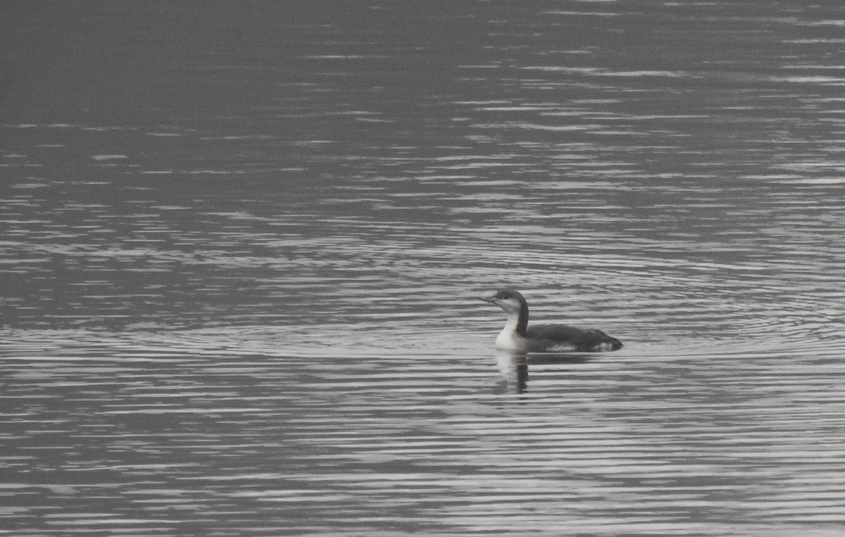 Arctic Loon - ML646458716