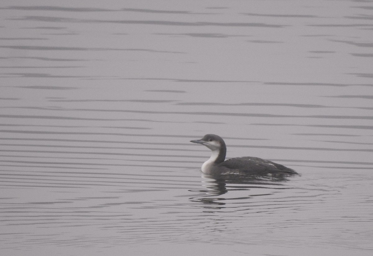 Arctic Loon - ML646458717