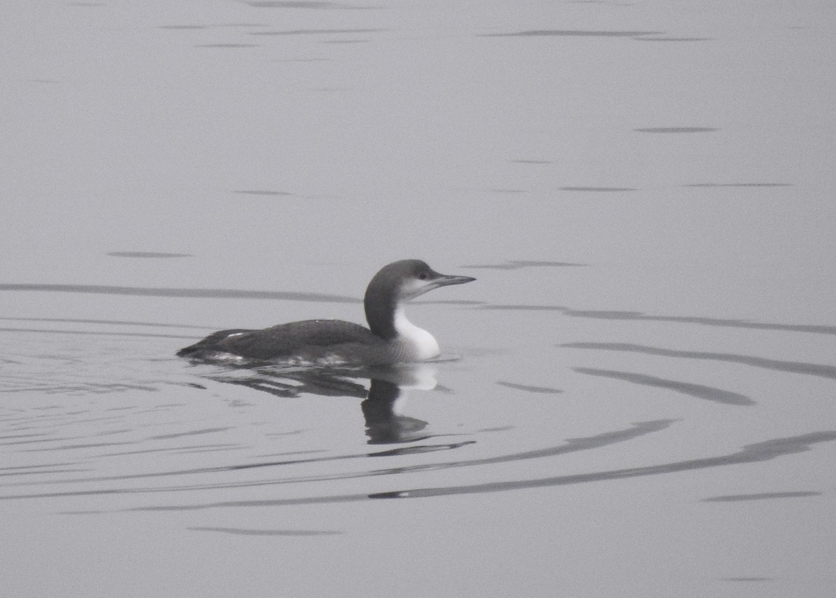 Arctic Loon - ML646458718