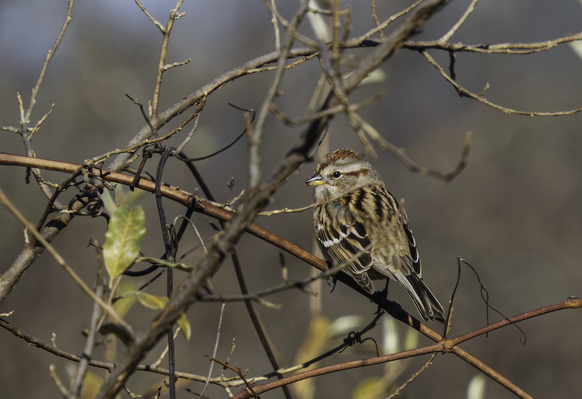 Пасовник північний - ML646458720