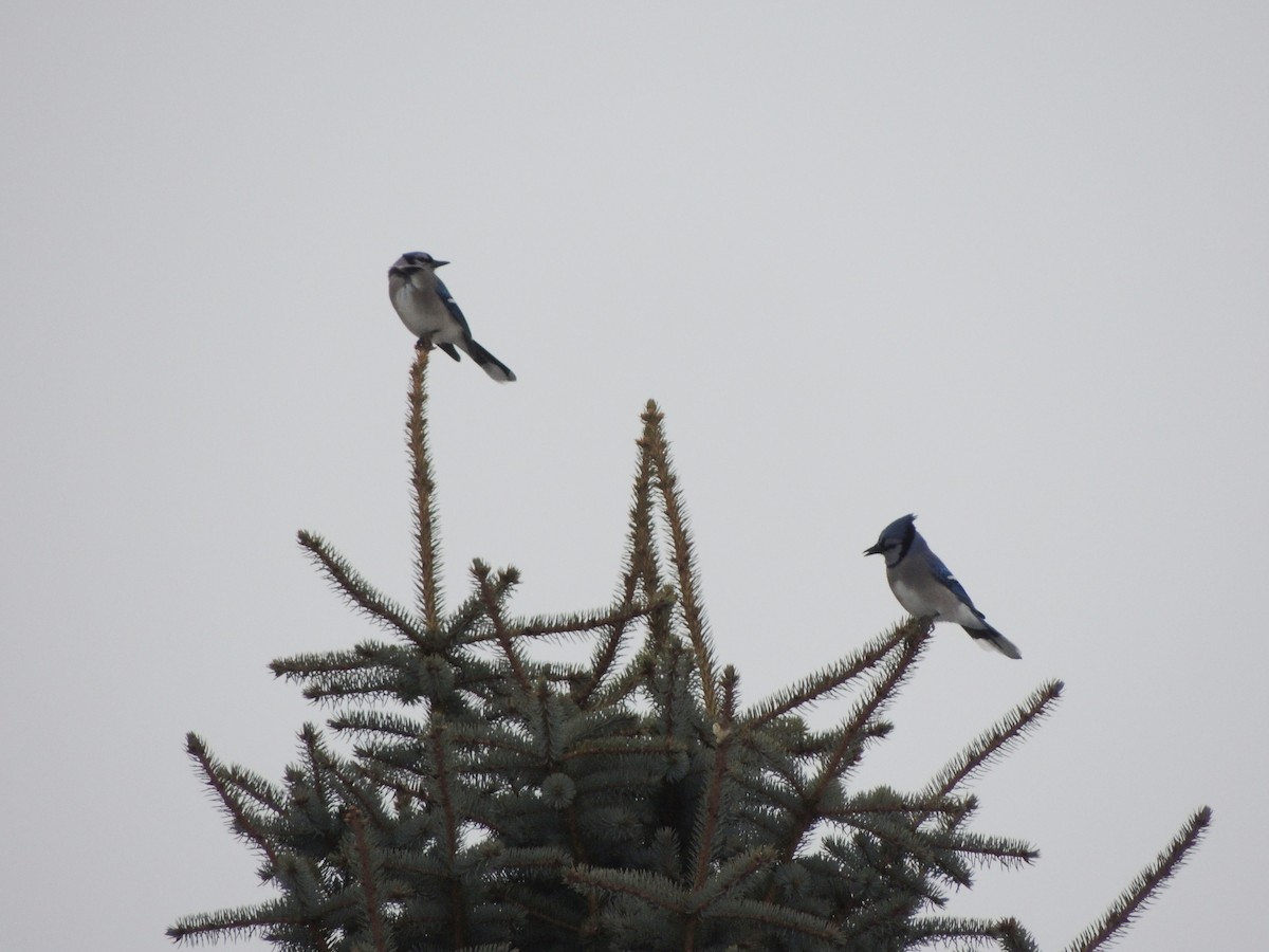 Blue Jay - ML646458721