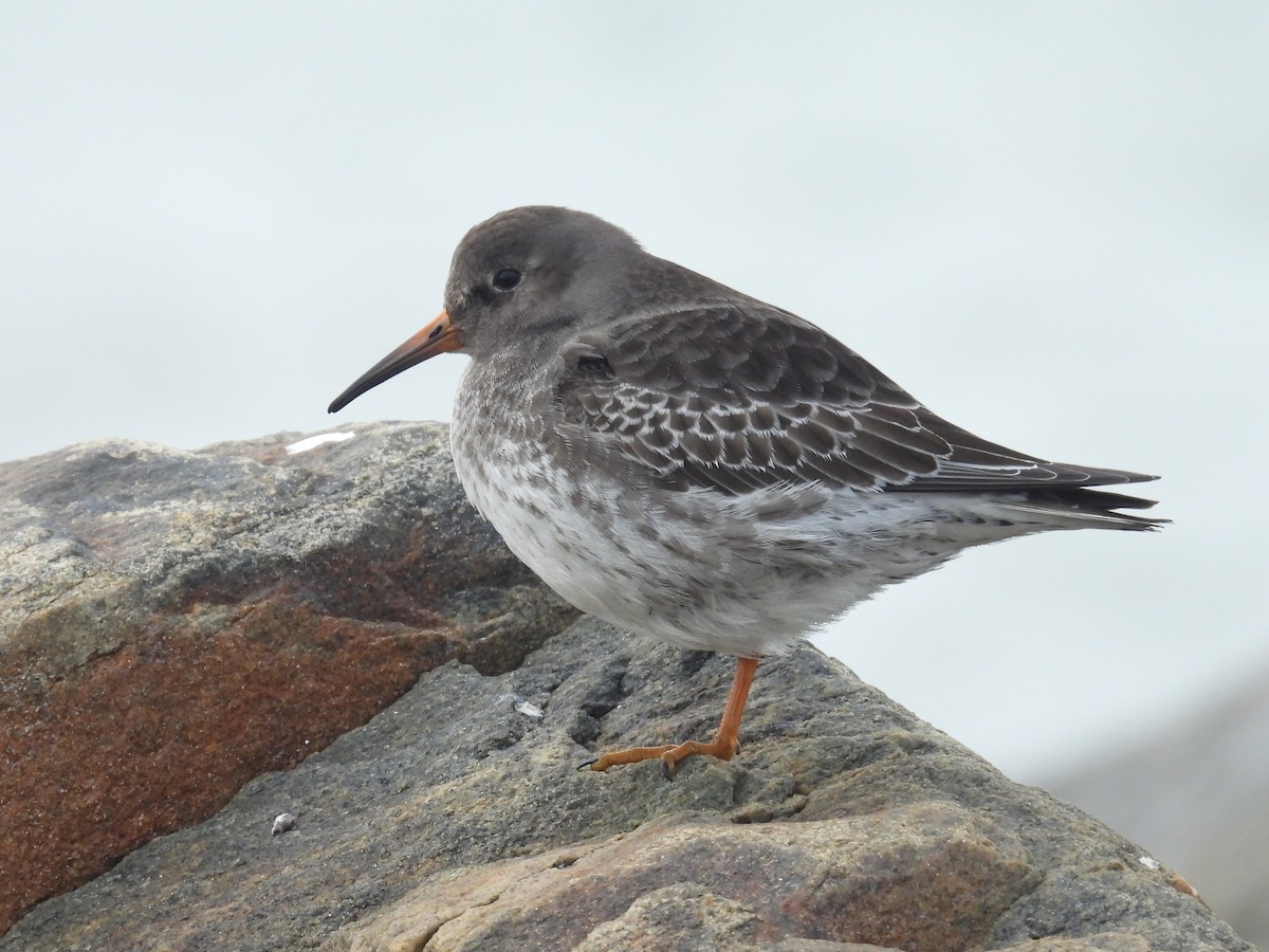 Purple Sandpiper - ML646458724