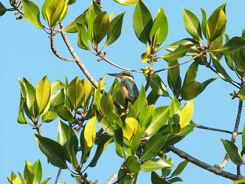 Sacred Kingfisher (Australasian) - ML646458727