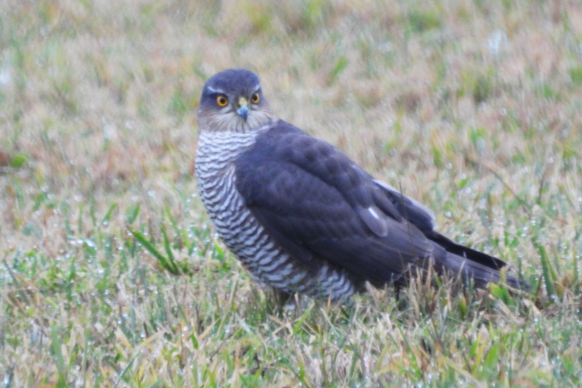 krahujec obecný - ML646458729