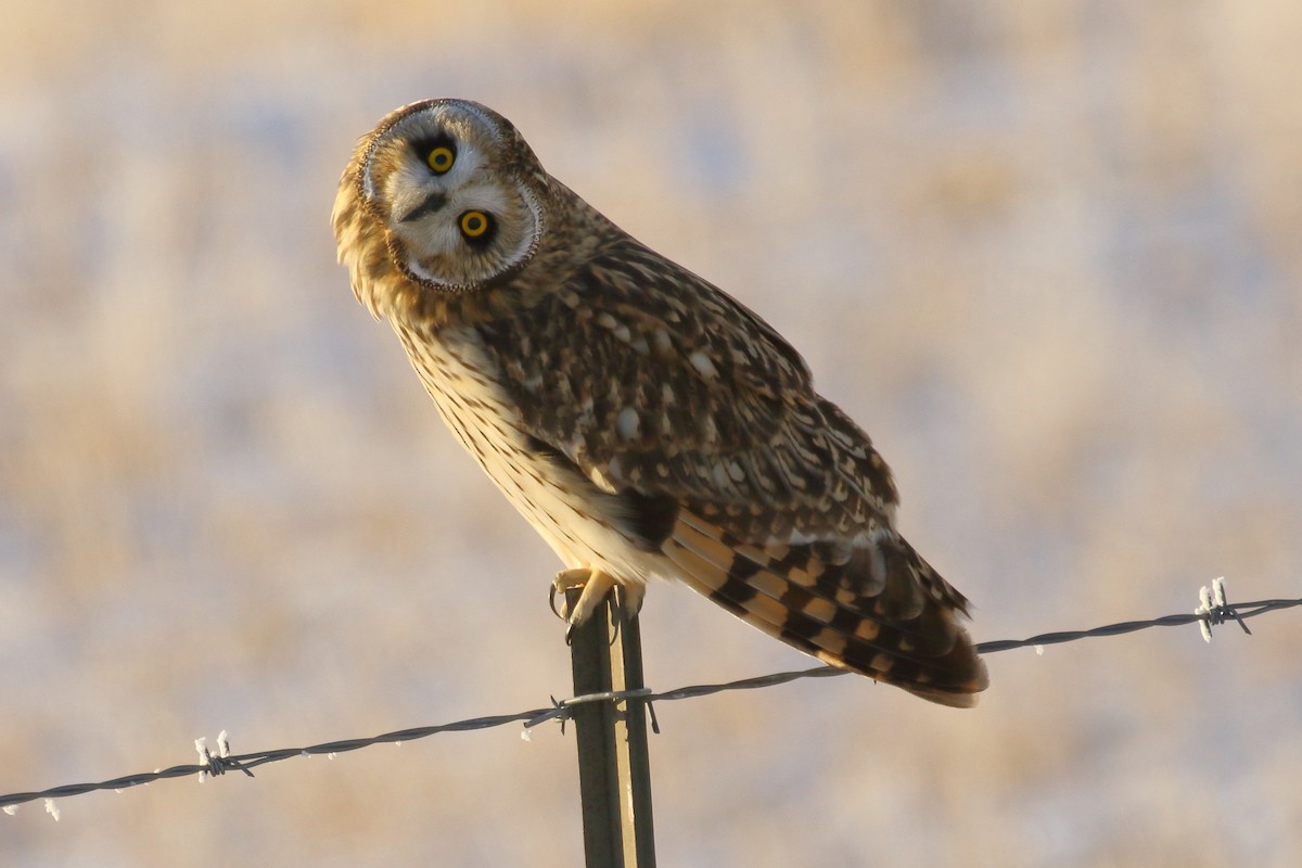 Short-eared Owl - ML646458730
