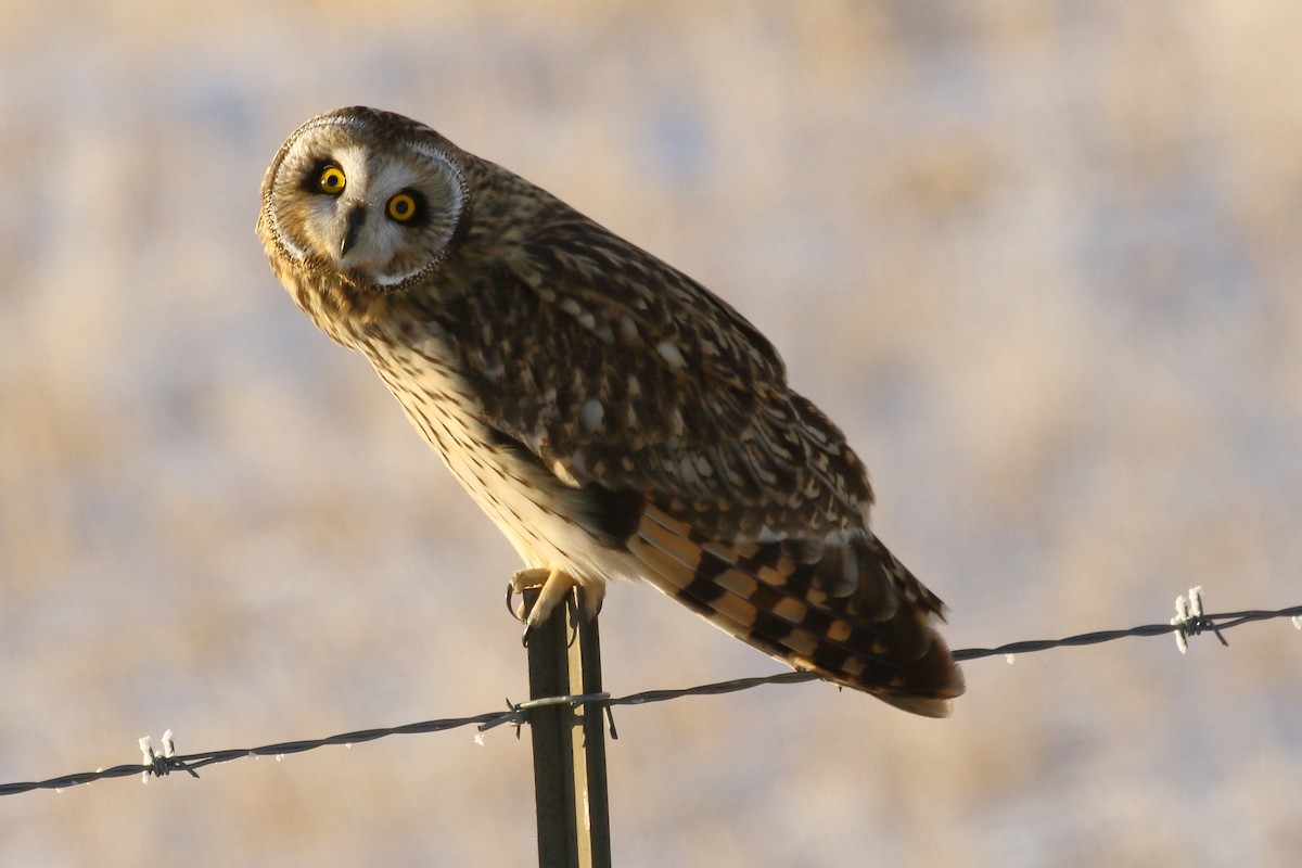 Short-eared Owl - ML646458731