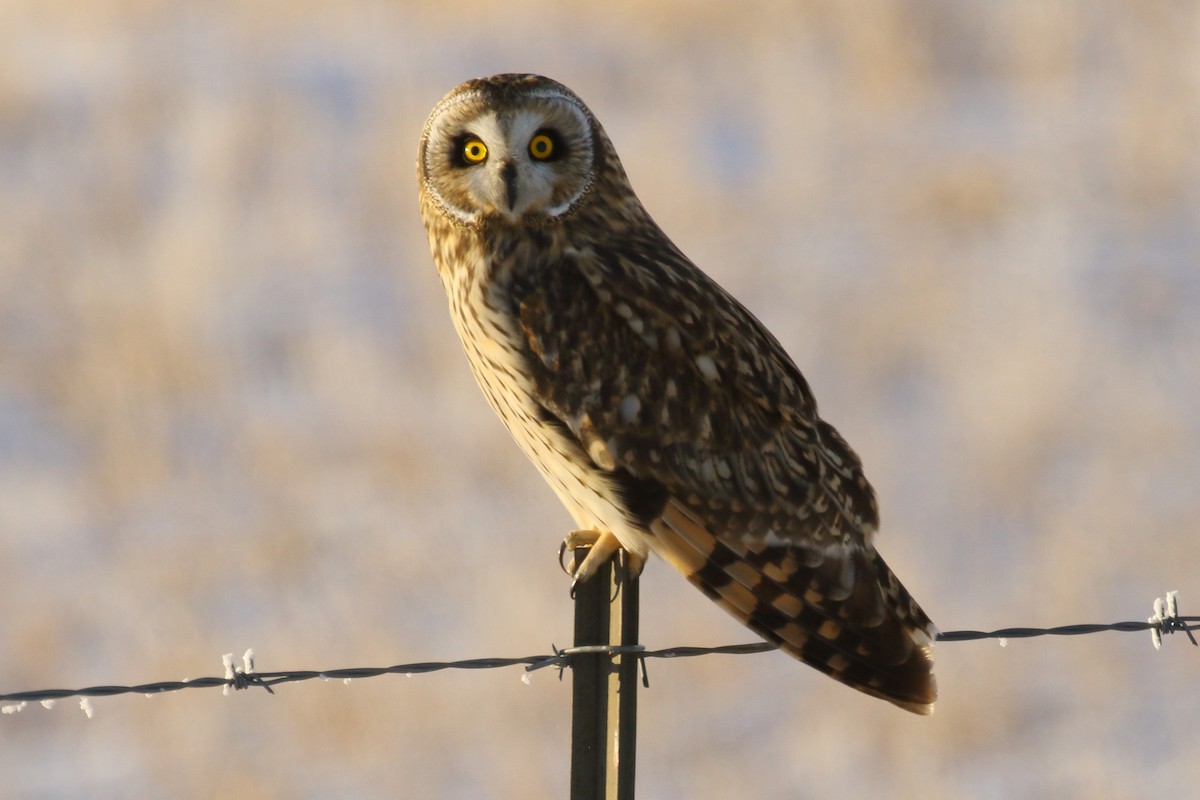 Short-eared Owl - ML646458732