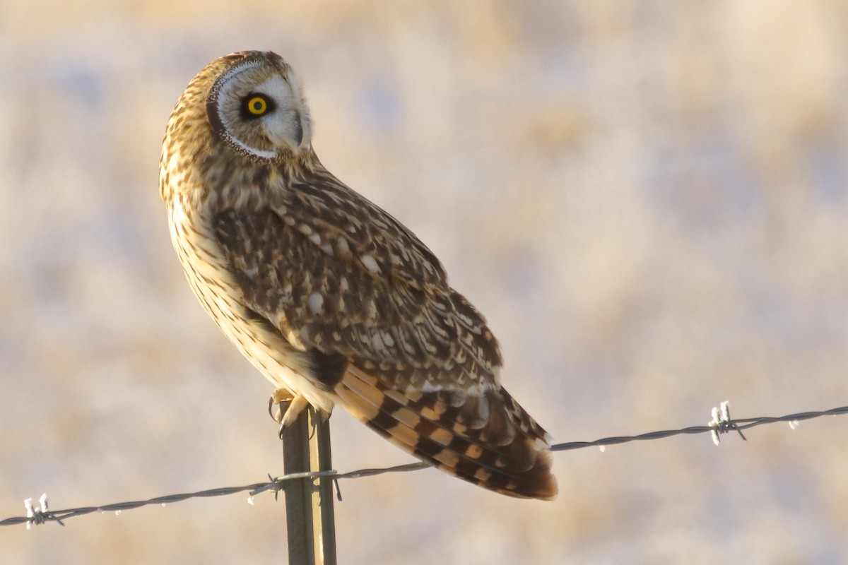 Short-eared Owl - ML646458733