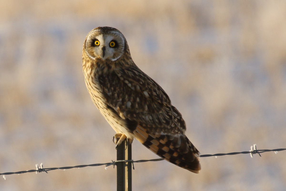 Short-eared Owl - ML646458734