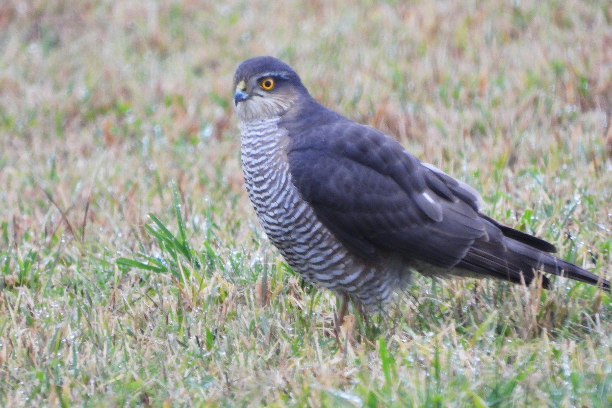 krahujec obecný - ML646458735