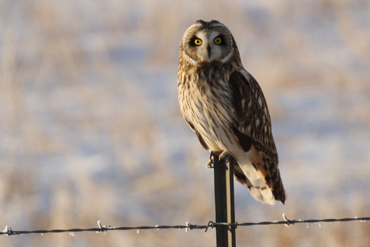 Short-eared Owl - ML646458736