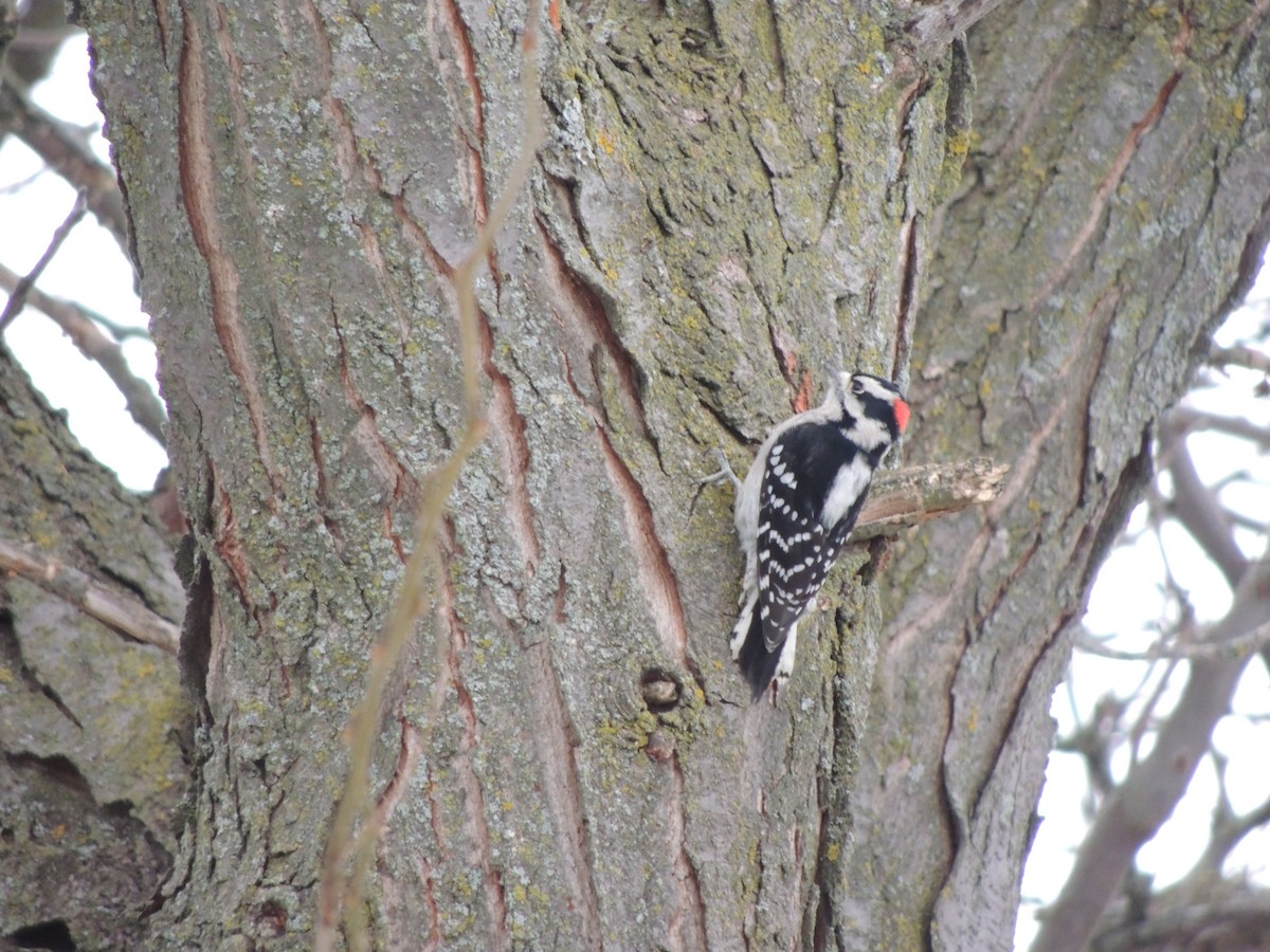 Downy Woodpecker - ML646458737
