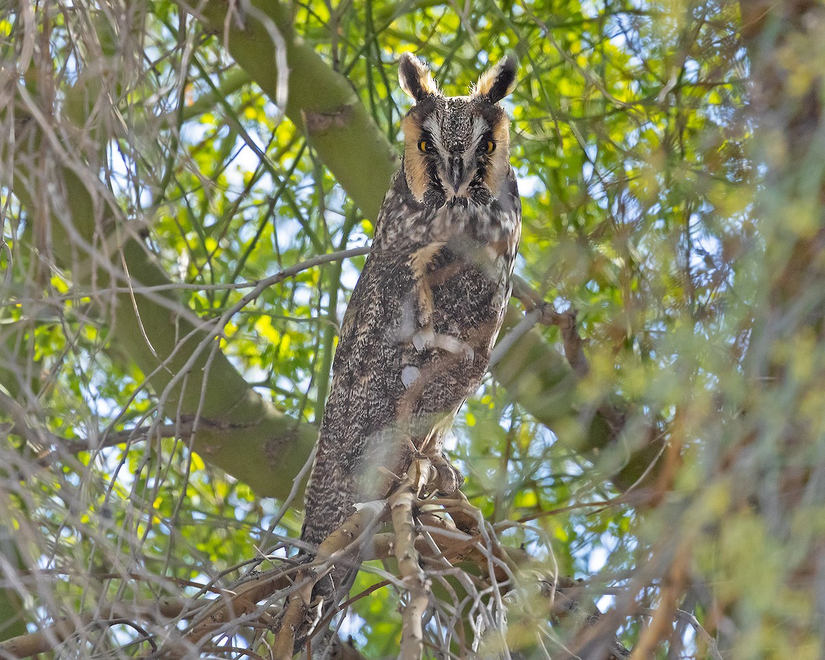 Long-eared Owl - ML646458738