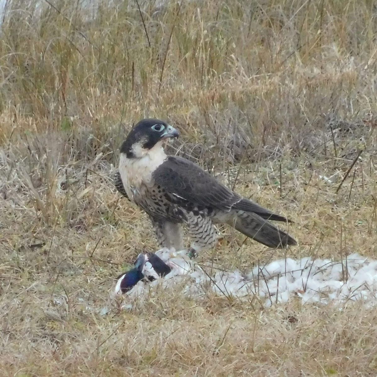 Wanderfalke - ML646458739