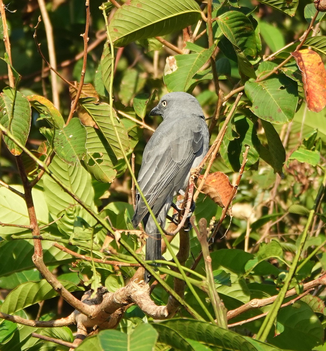 Bar-bellied Cuckooshrike (Philippine) - ML646458743