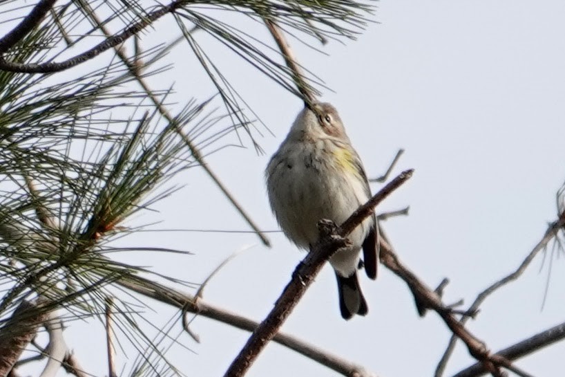Yellow-rumped Warbler - ML646458744