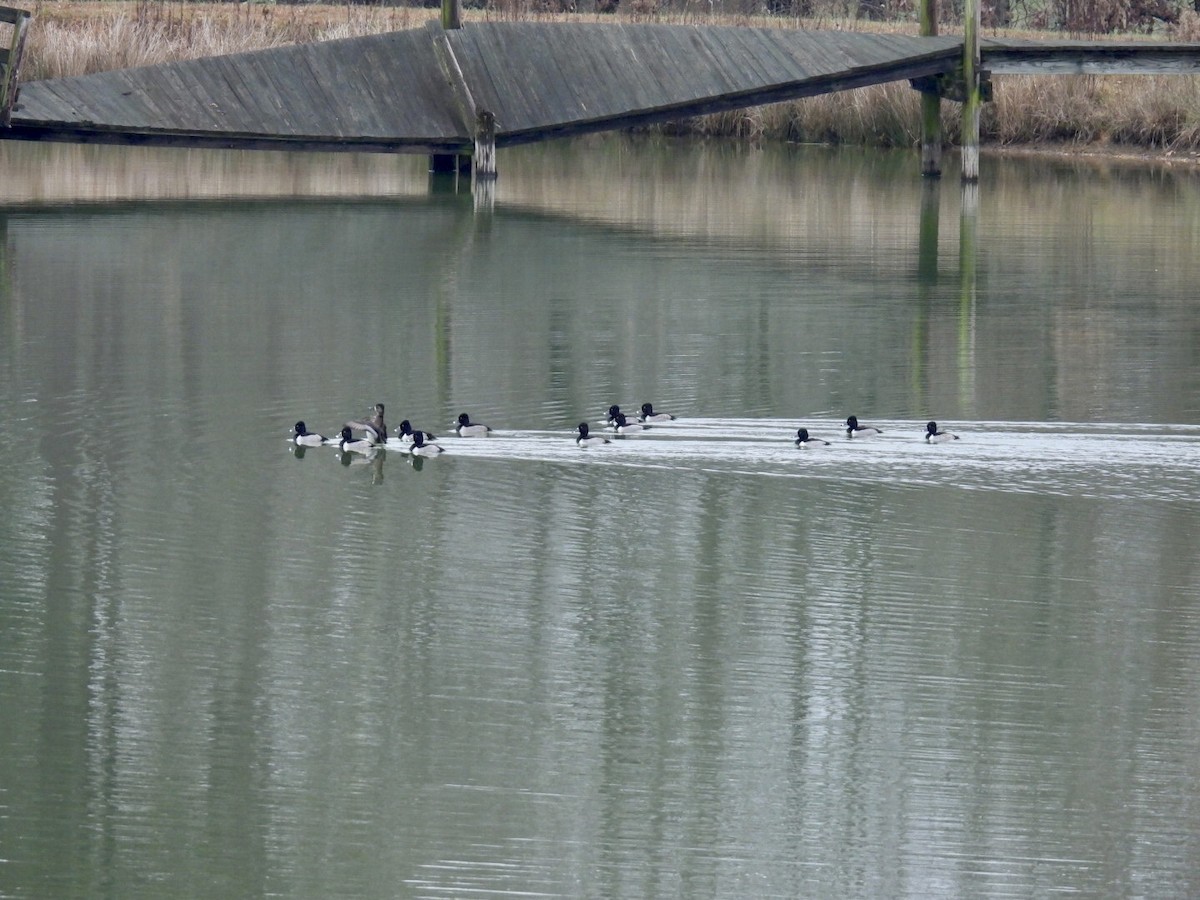 Ring-necked Duck - ML646458747