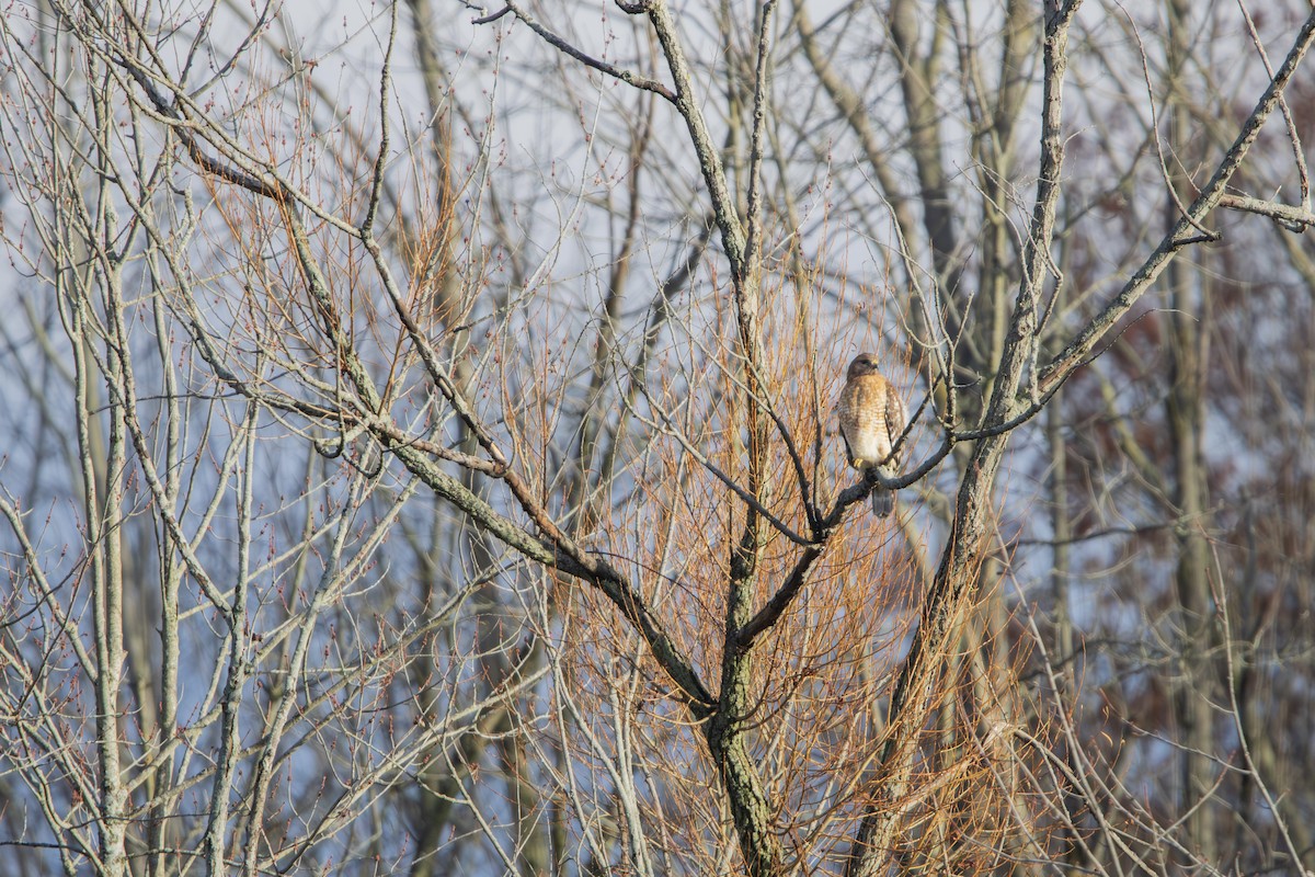 Red-shouldered Hawk - ML646458748