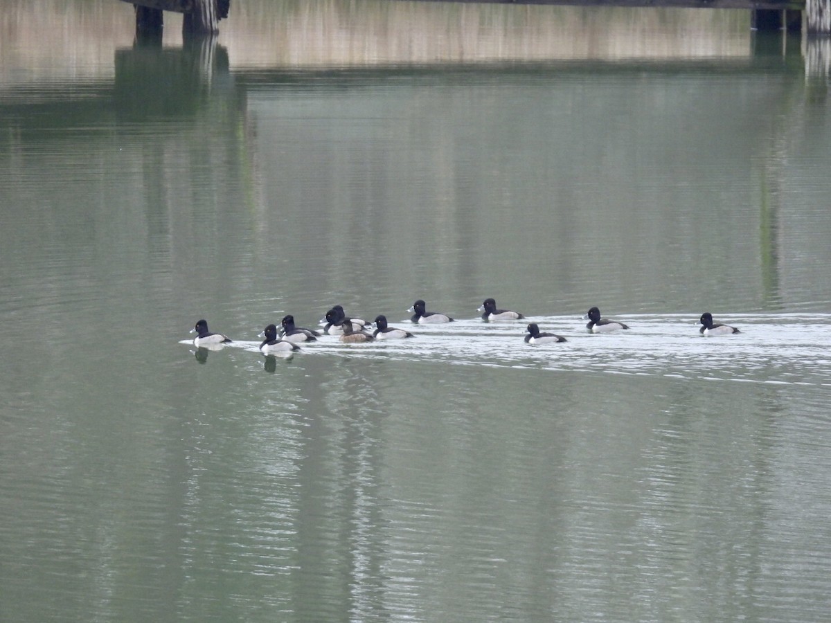 Ring-necked Duck - ML646458749