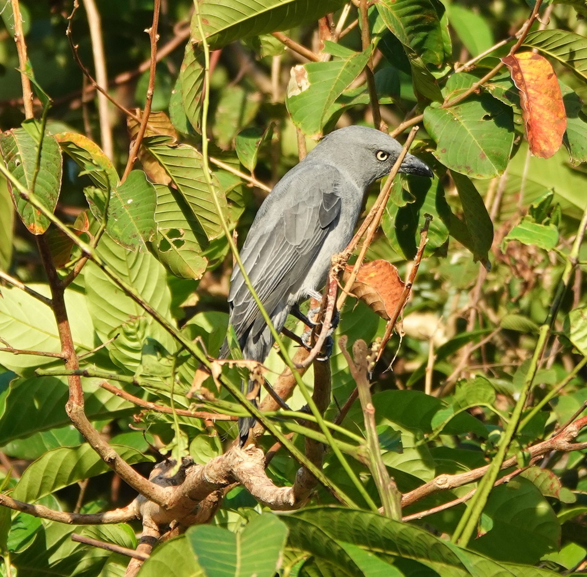 Bar-bellied Cuckooshrike (Philippine) - ML646458750