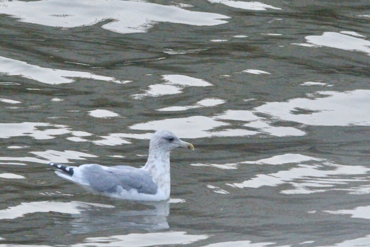 Larus sp. - ML646458751