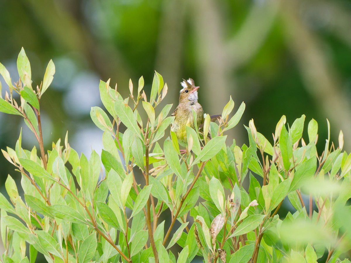 Mottle-backed Elaenia - ML646458753