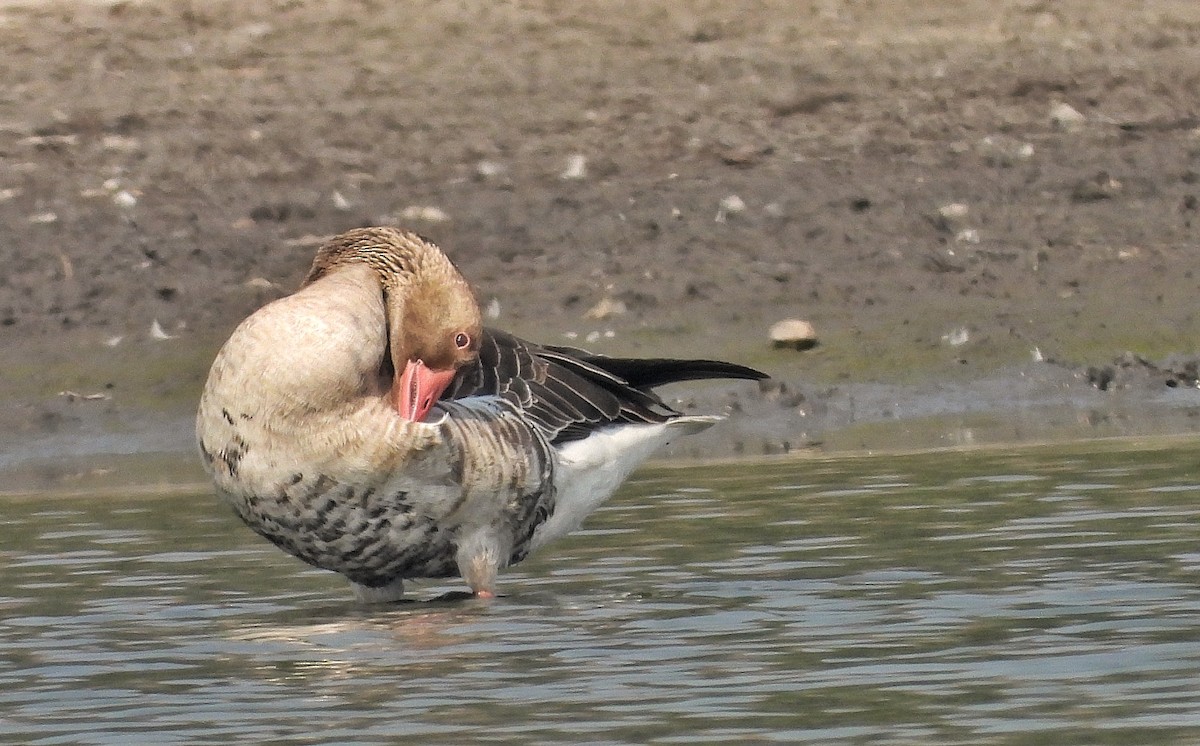 Graylag Goose - ML646458754