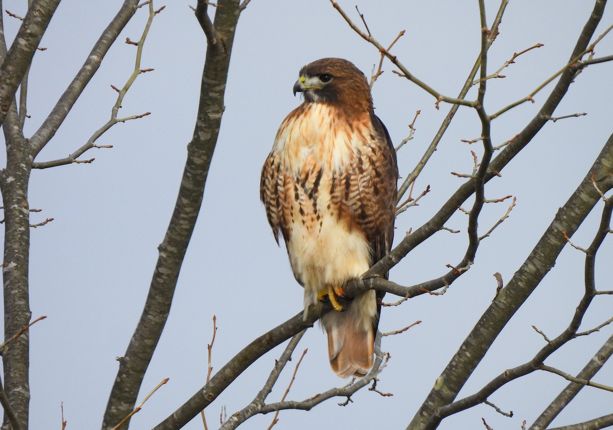 Buse à queue rousse (calurus/abieticola) - ML646458755