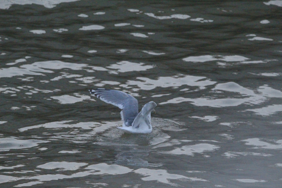 Larus sp. - ML646458756