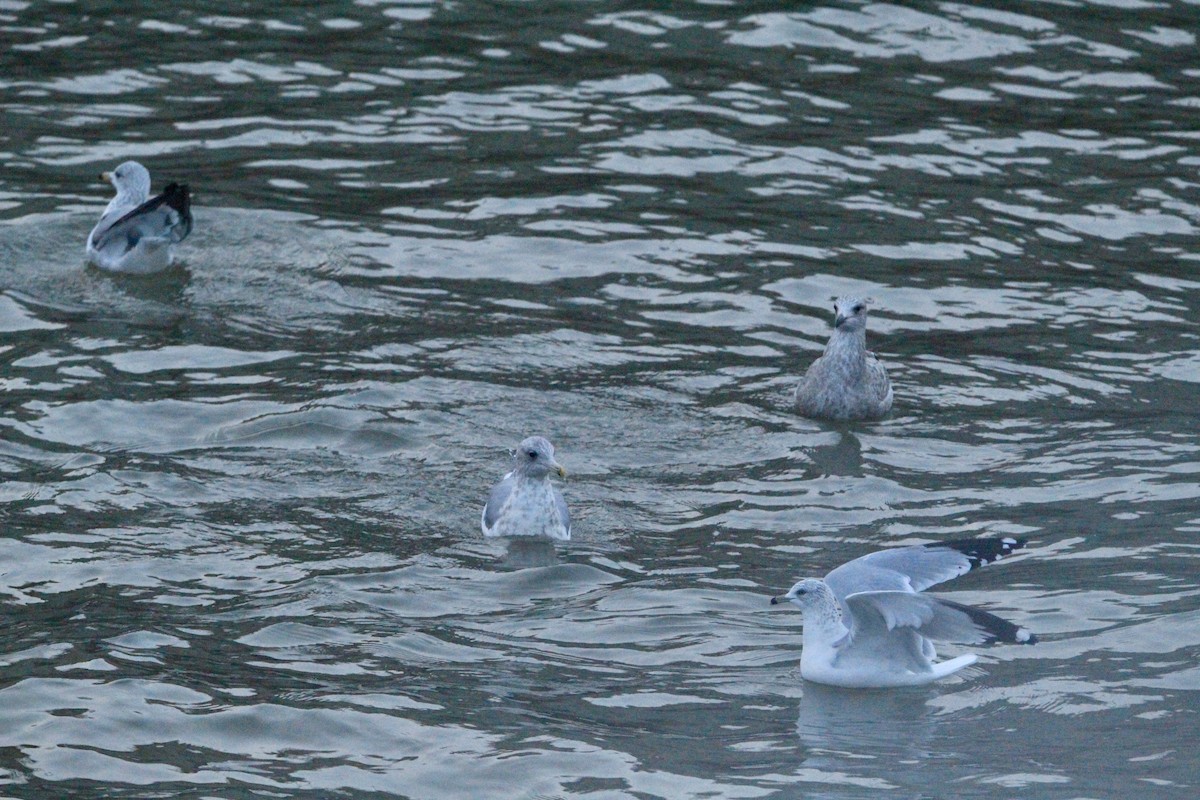 Larus sp. - ML646458757