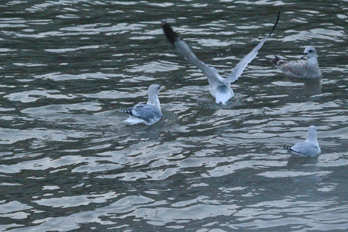 Larus sp. - ML646458758