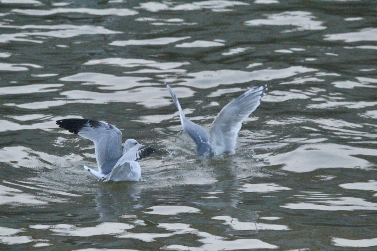 Larus sp. - ML646458759