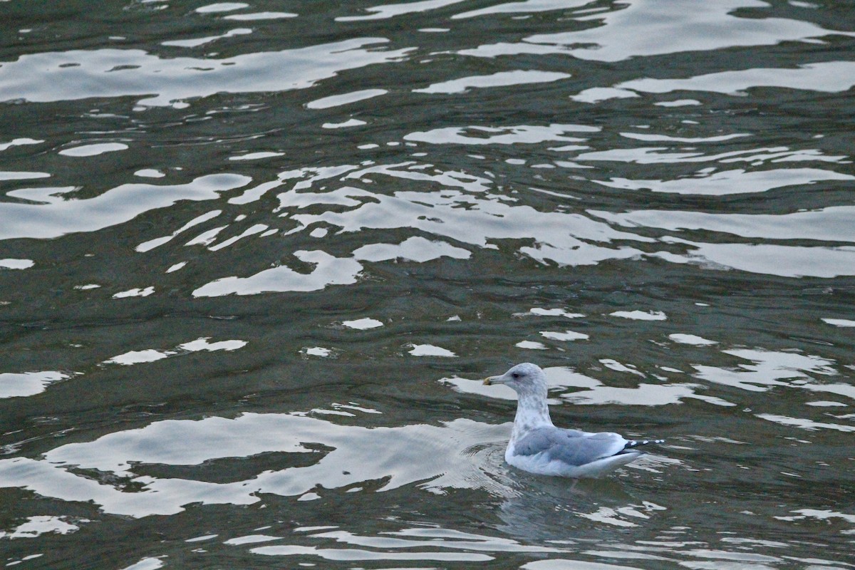 Larus sp. - ML646458760